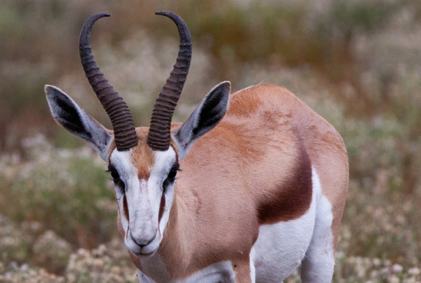 Antilope in der Savanne