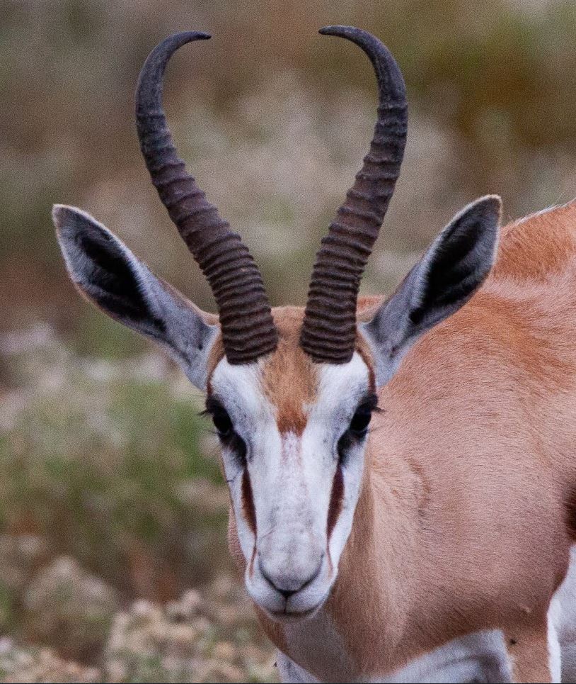 Trophäenjagd - Oryx Antilopen am Wasserloch