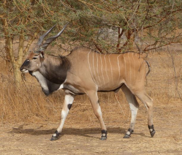 Eland