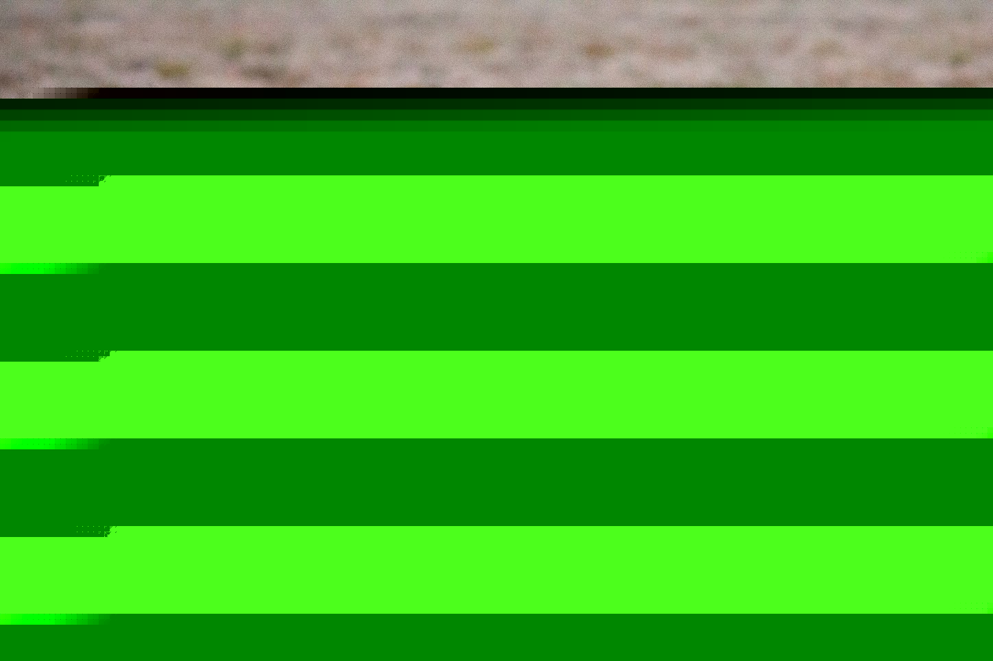 Oryx-Antilopen in der namibischen Savanne