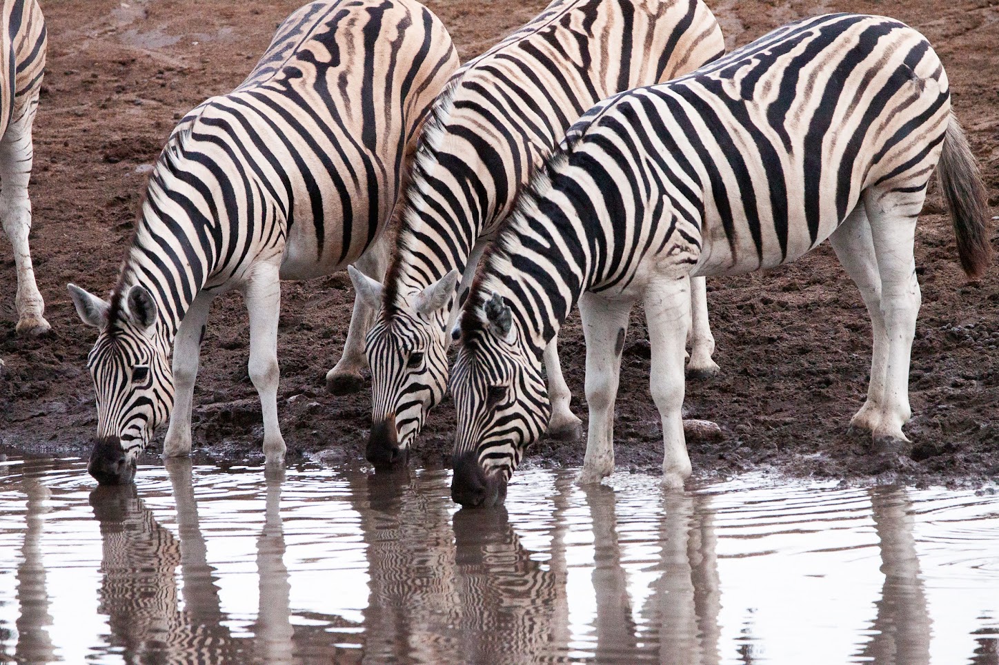 Kleine Gruppen Safari