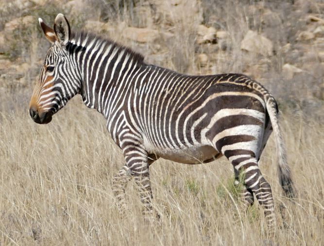 Bergzebra