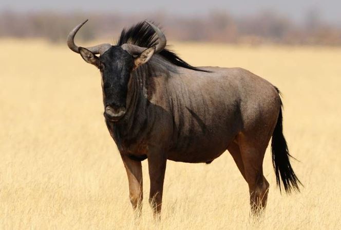 Gnu