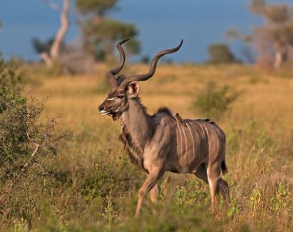 Kudu