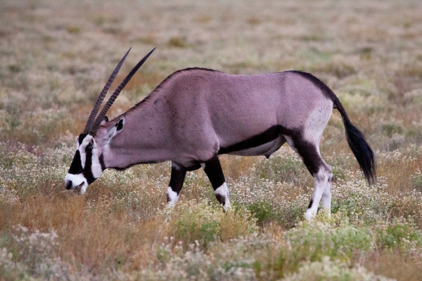 Oryx-Antilopen in der namibischen Savanne