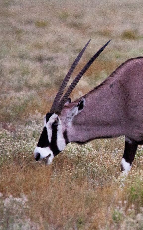 Oryx-Antilope