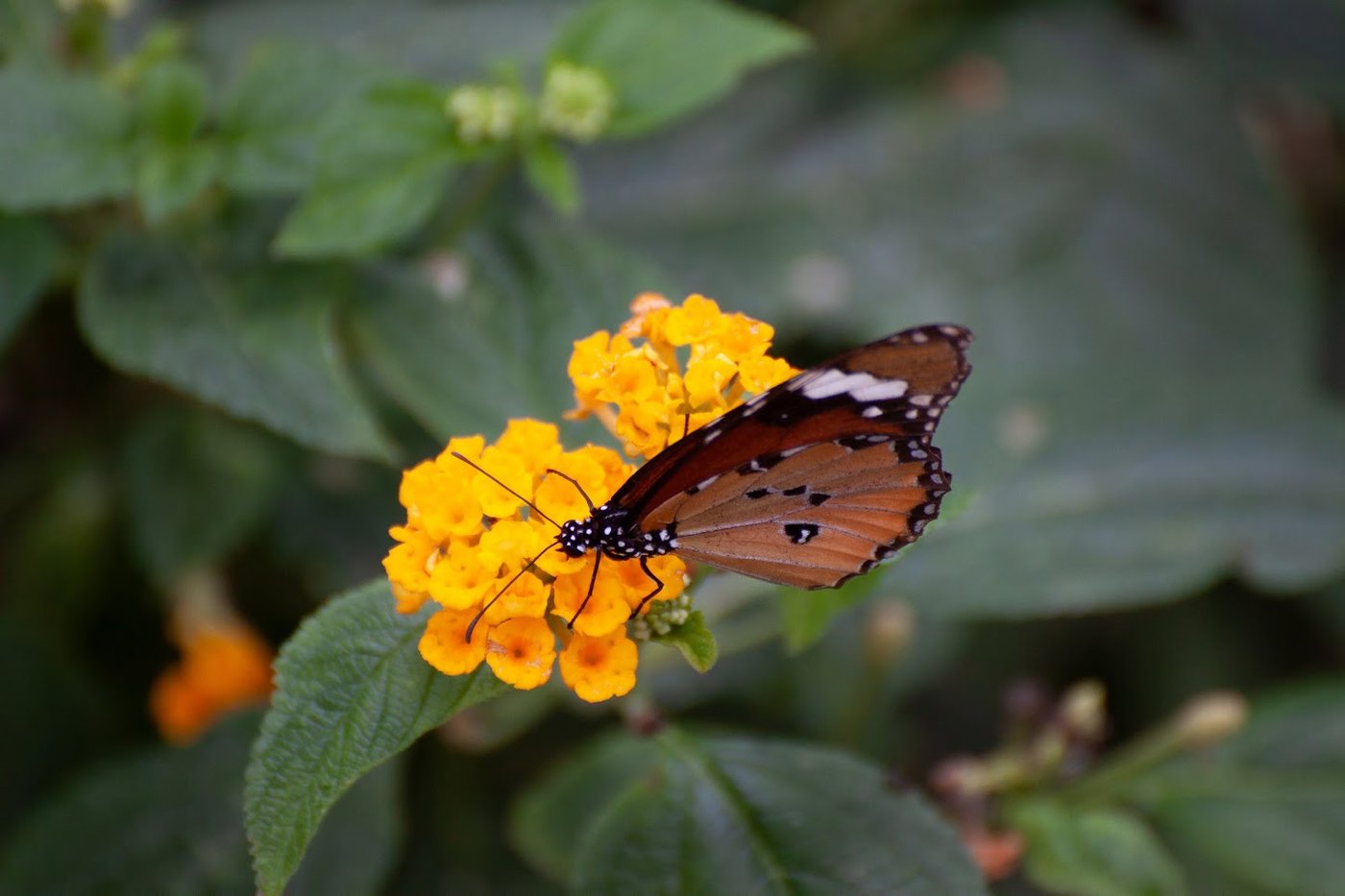 Schutz der Artenvielfalt