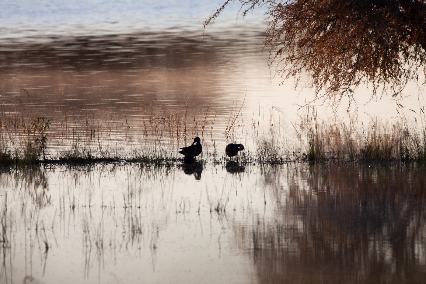 Artenreichtum Namibia
